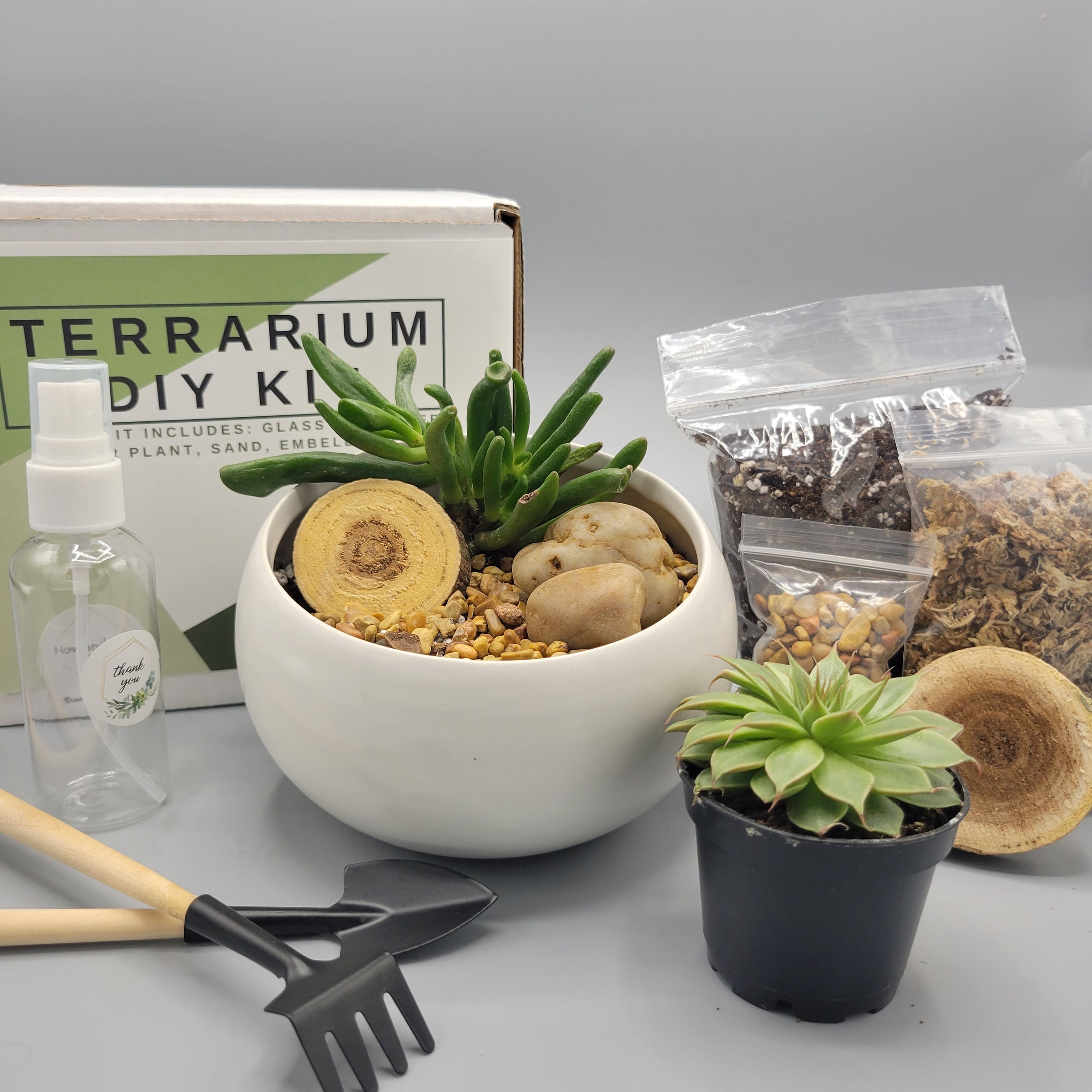 'Sahara Dreams' Succulent Terrarium Kit