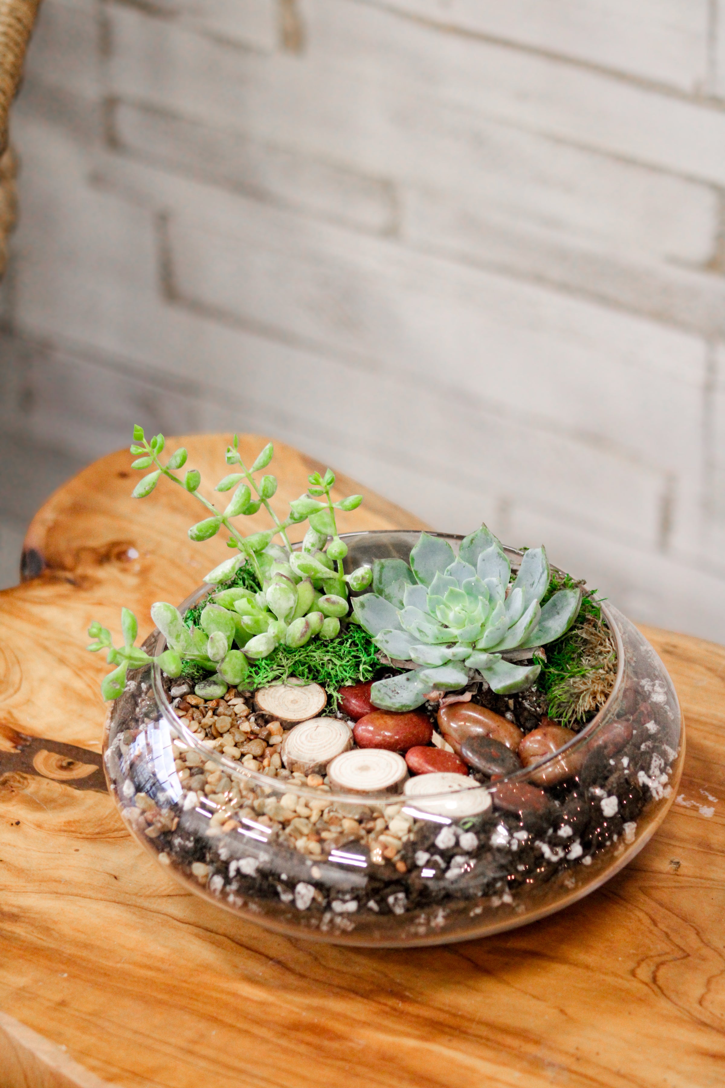 Wide Succulent Terrarium