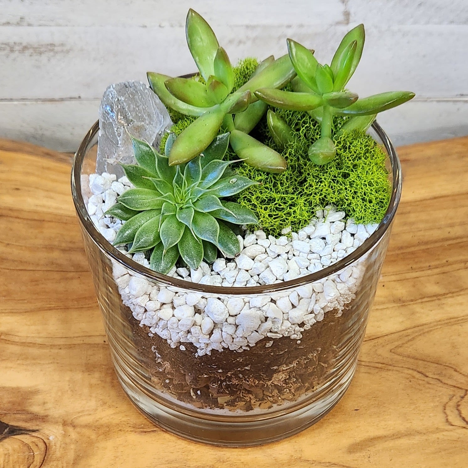 "Current Obsession" Succulent Terrarium Kit